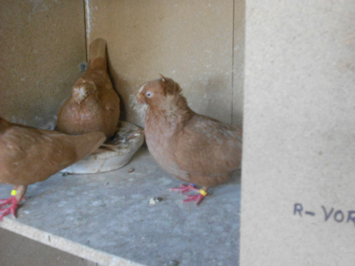 DSCN0239 - Pui 2012