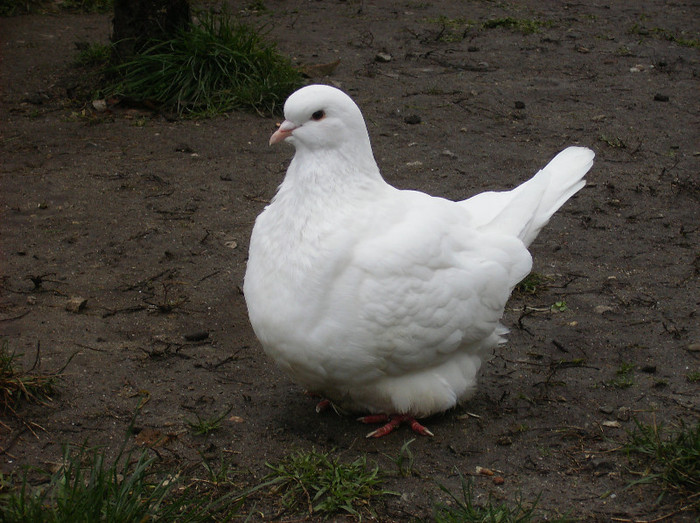 0-1,CAMPION NATIONAL