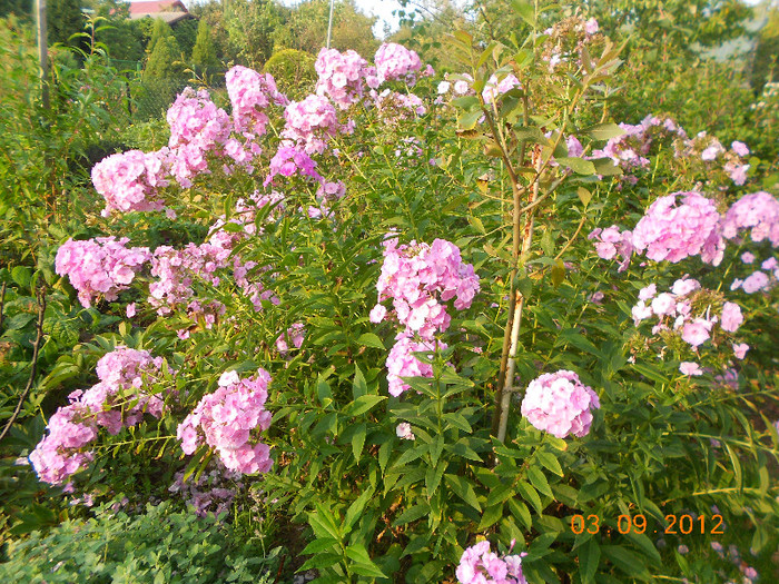 Phlox - GRADINA prietenei mele din Polonia