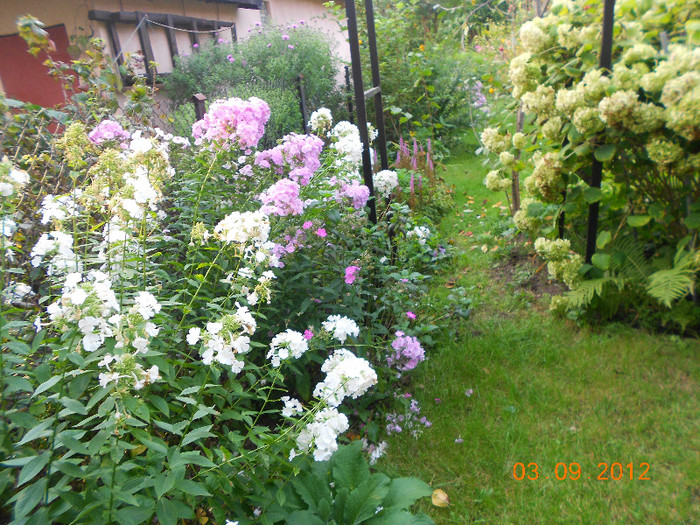 Phlox si hortensie - GRADINA prietenei mele din Polonia