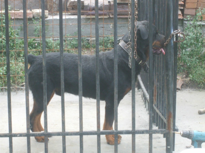 DSCF2964 - Rocky Rottweiler