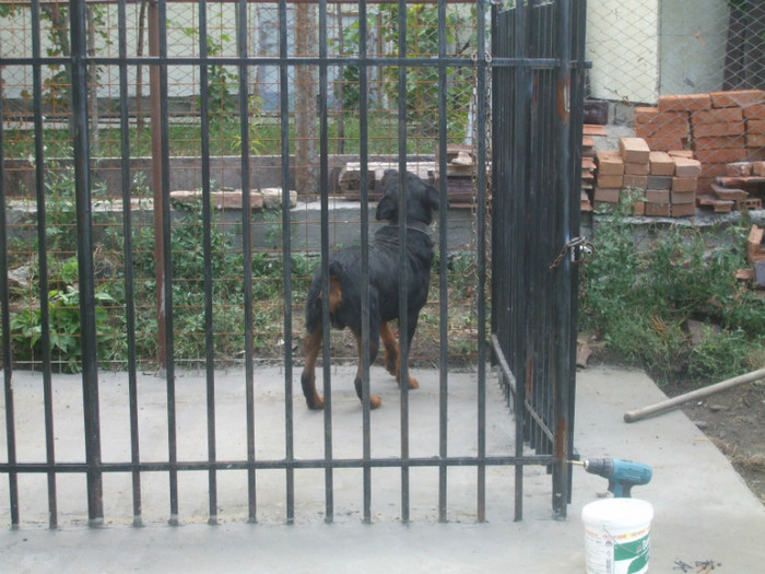 DSCF2965 - Rocky Rottweiler