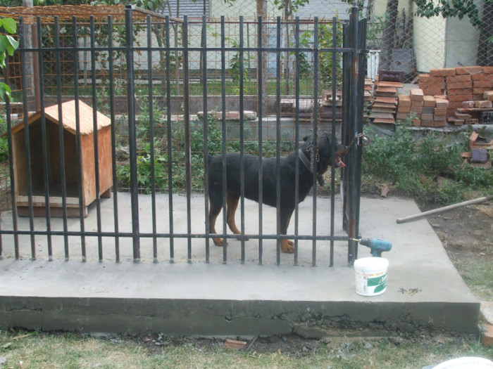 DSCF2966 - Rocky Rottweiler