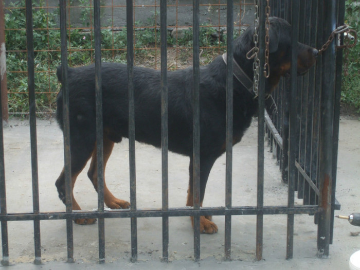 DSCF2967 - Rocky Rottweiler