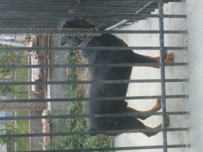 DSCF2968 - Rocky Rottweiler