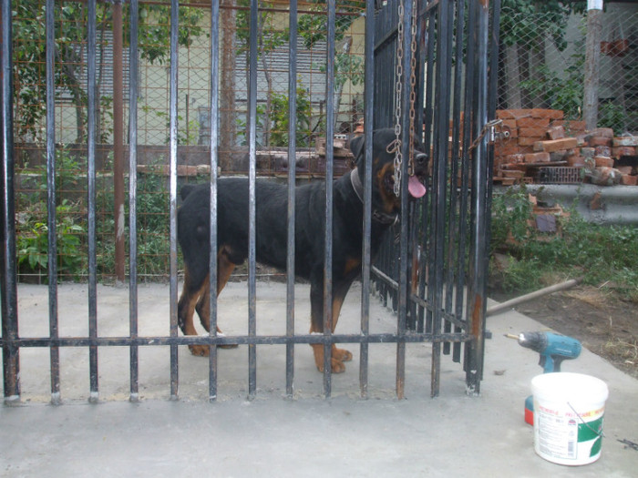 DSCF2969 - Rocky Rottweiler