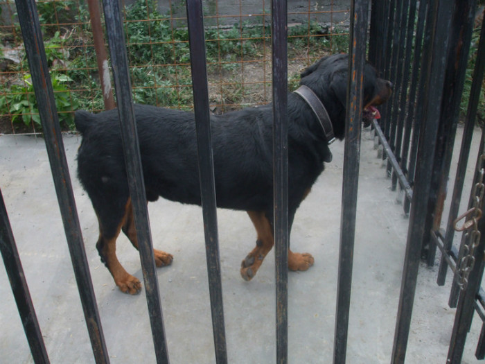 DSCF2970 - Rocky Rottweiler