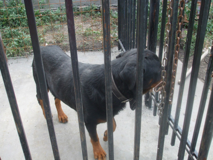 DSCF2971 - Rocky Rottweiler