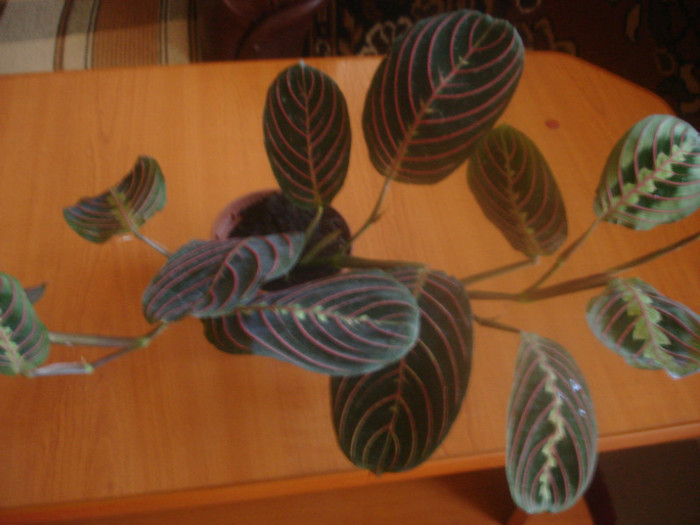 DSC06951; marantha fascinator
