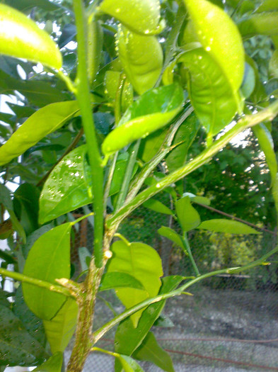 Mandarin - plante