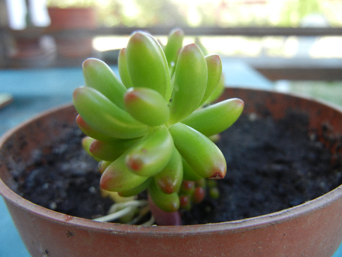 Sedum rubrotinctum (2012, Sep.01) - Sedum rubrotinctum