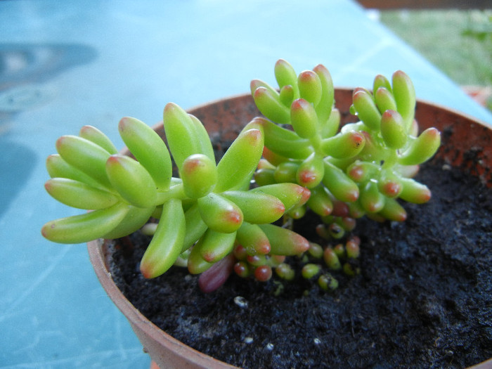 Sedum rubrotinctum (2012, Sep.01) - Sedum rubrotinctum