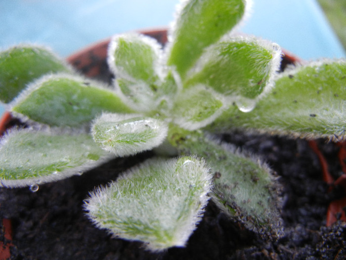 Echeveria setosa (2012, Sep.01) - Echeveria setosa