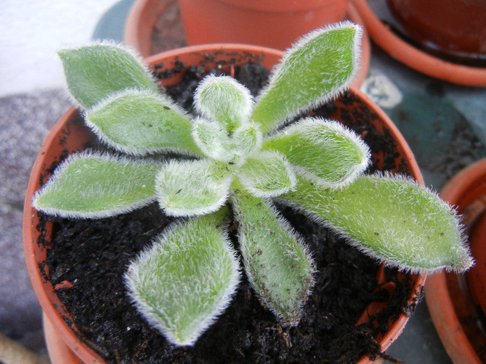 Echeveria setosa (2012, Sep.01) - Echeveria setosa