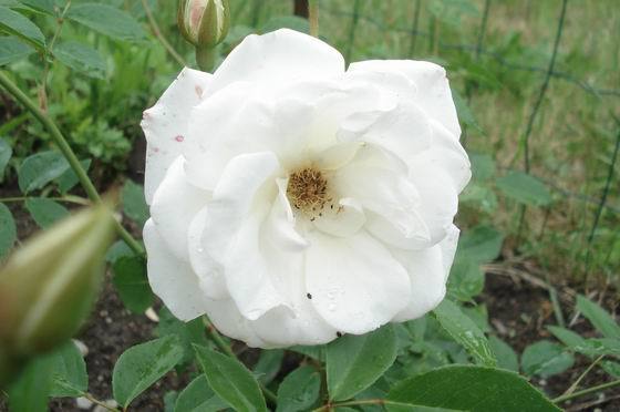 Iceberg (Schneewittchen)