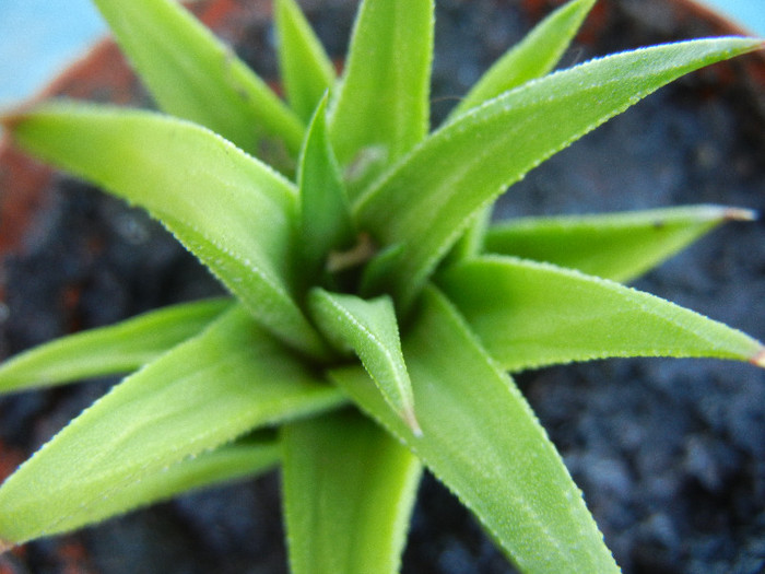 Haworthia angustifolia (2012, Sep.01) - Haworthia angustifolia