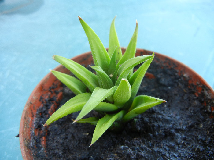 Haworthia angustifolia (2012, Sep.01) - Haworthia angustifolia