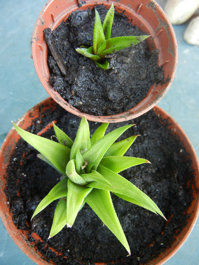 Haworthia angustifolia (2012, Sep.01) - Haworthia angustifolia