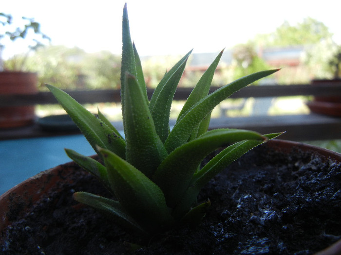 Haworthia angustifolia (2012, Sep.01) - Haworthia angustifolia