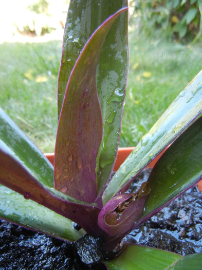 Tradescantia spathacea (2012, Sep.01) - Tradescantia spathacea