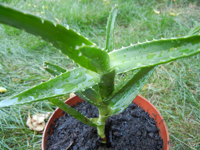 Aloe arborescens (2012, Sep.01)