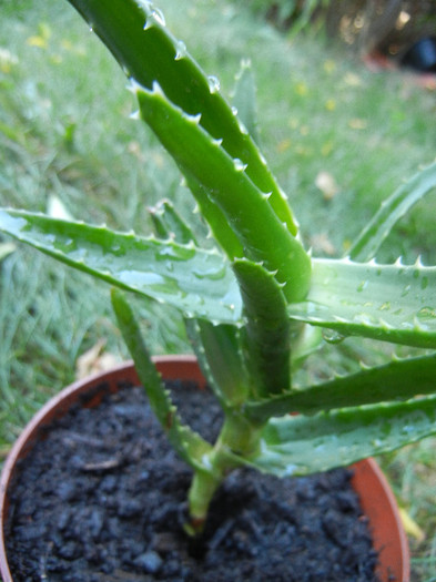 Aloe arborescens (2012, Sep.01)