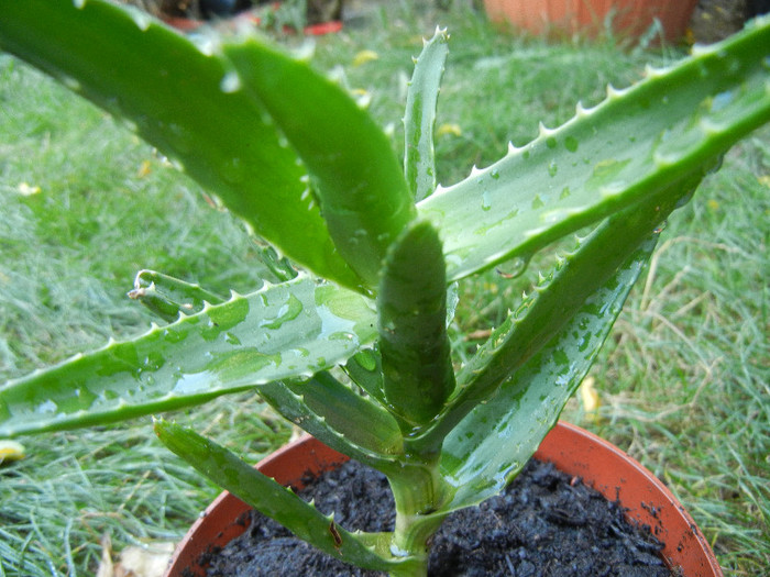 Aloe arborescens (2012, Sep.01)