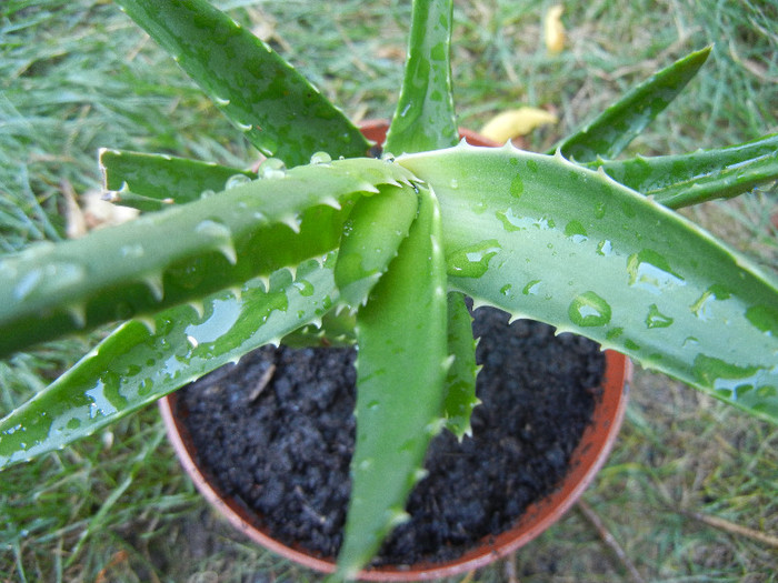Aloe arborescens (2012, Sep.01) - Aloe arborescens