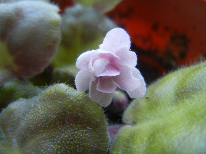 Pink African Violet (2012, September 04)