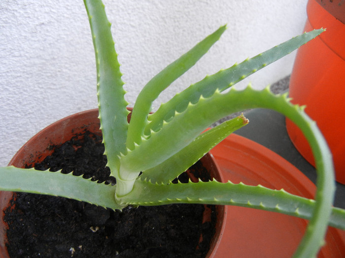 Aloe (2012, Sep.01)