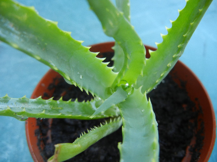 Aloe (2012, Sep.01) - Aloe