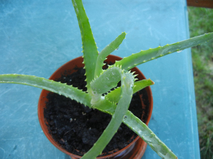 Aloe (2012, Sep.01) - Aloe
