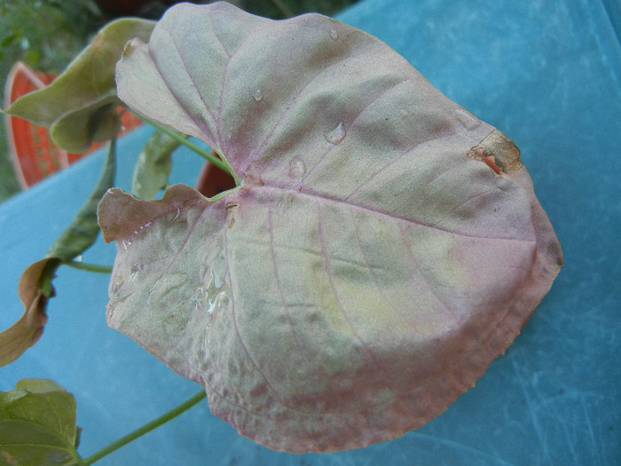 Pink Syngonium (2012, Sep.01)