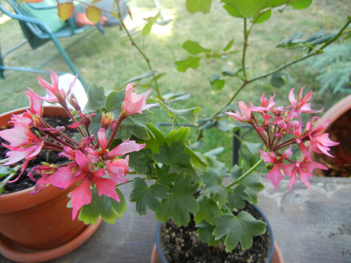 Pink Stellar Geranium (2012, Sep.02) - Geranium Stellar Pink