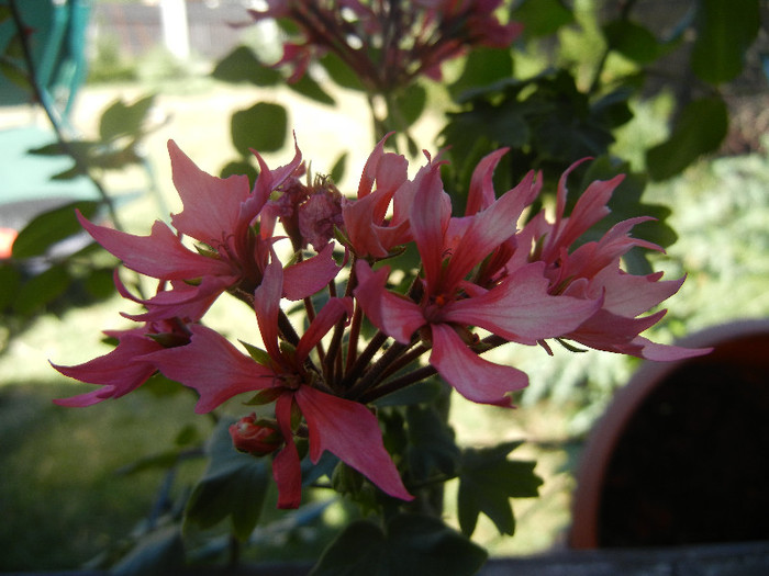 Pink Stellar Geranium (2012, Sep.04)