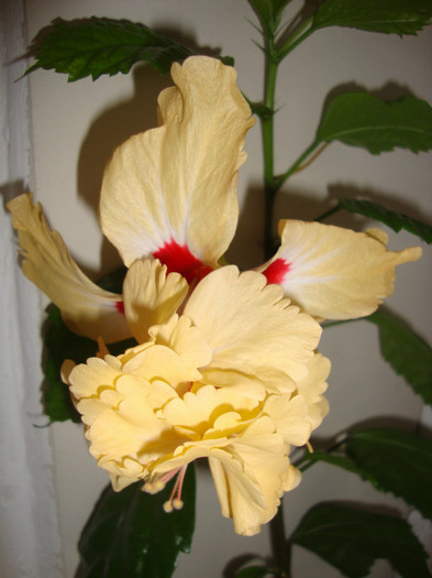 foto 098 - hibiscusi