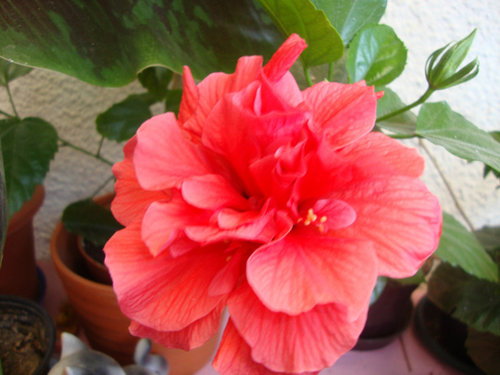foto 092 - hibiscusi