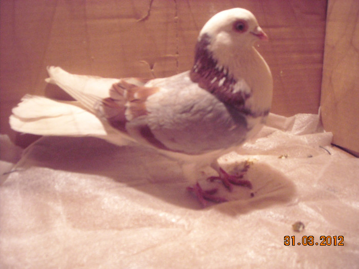 mascul jucator boxan - Z-GALATENI CARE MI-AU APARTINUT