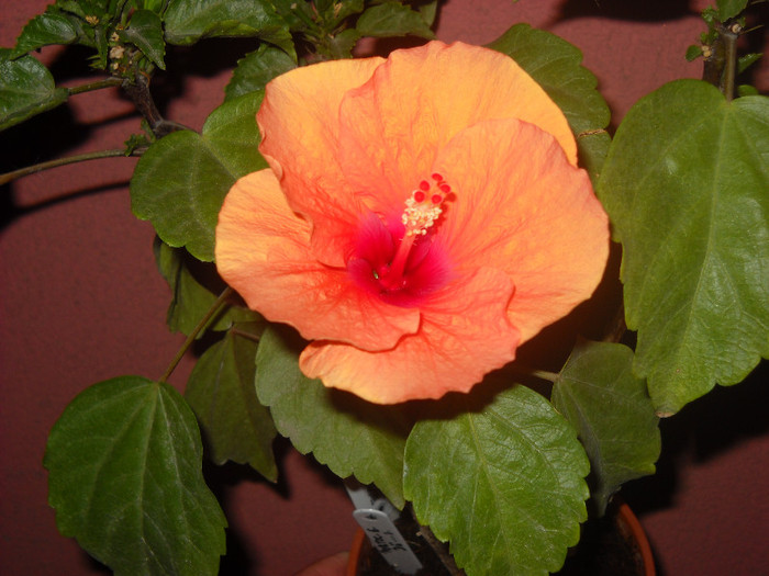 2.09.2012 - HIBISCUS - 2012