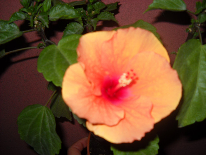 Imi place toamna! - HIBISCUS - 2012