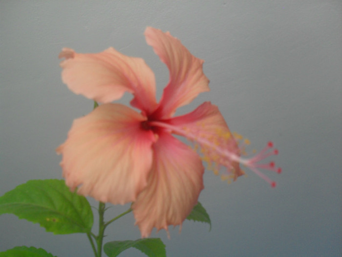 Hawaiian Salmon Sport