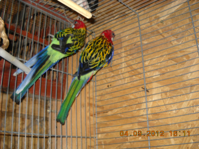 rosella 04.09.2012