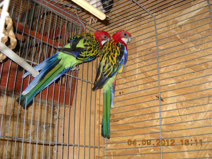 rosella 04.09.2012