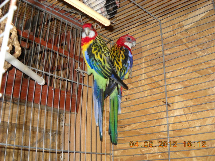 rosella 04.09.2012