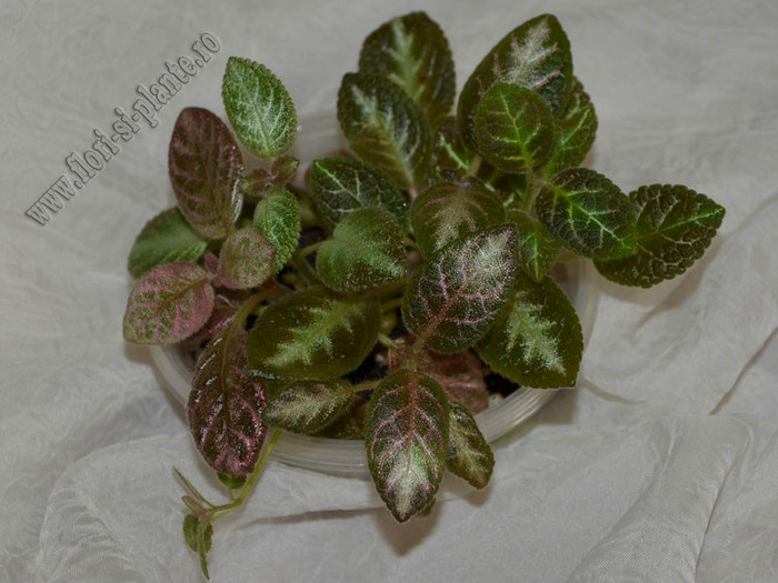 Episcia mix - 11  EXPOZITIE VIRTUALA  GESNERIACEAE