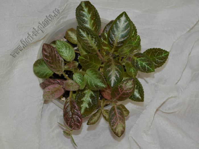 Episcia mix; 2012
