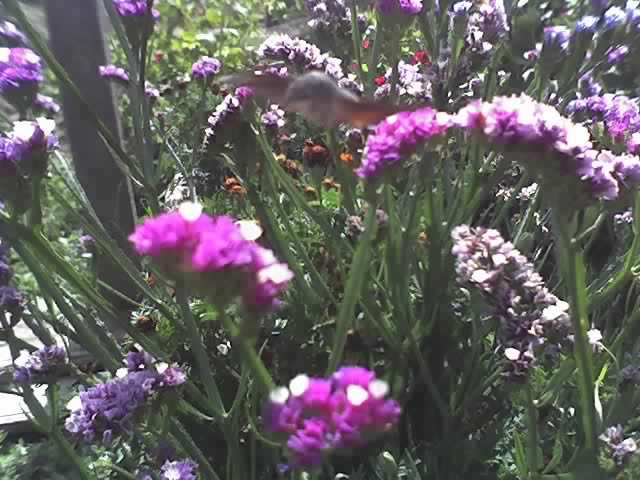 04-09-12_1042 - Sphinx Colibri_pasare sau insecta