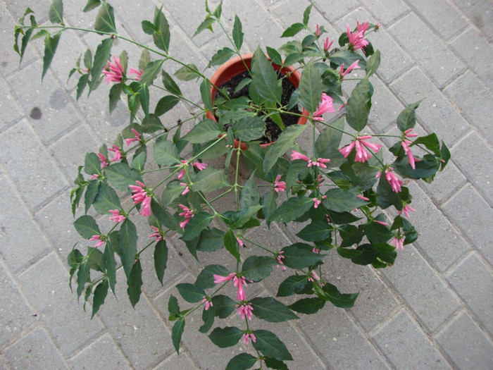 plina de floricele - Jacobinia