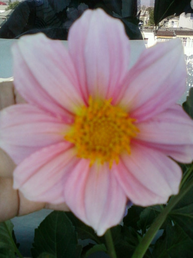 dalia alba s-a facut roz... dalia alba s-a facut roz...