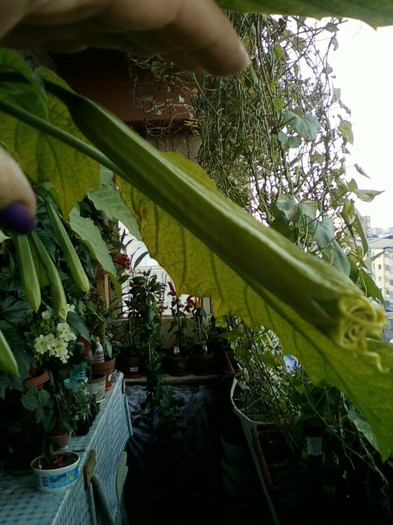 brugmansia galbena-norela :) - septembrie 2012